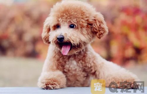 貴賓犬美容造型視頻教程